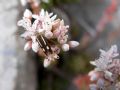 Scythris knochella